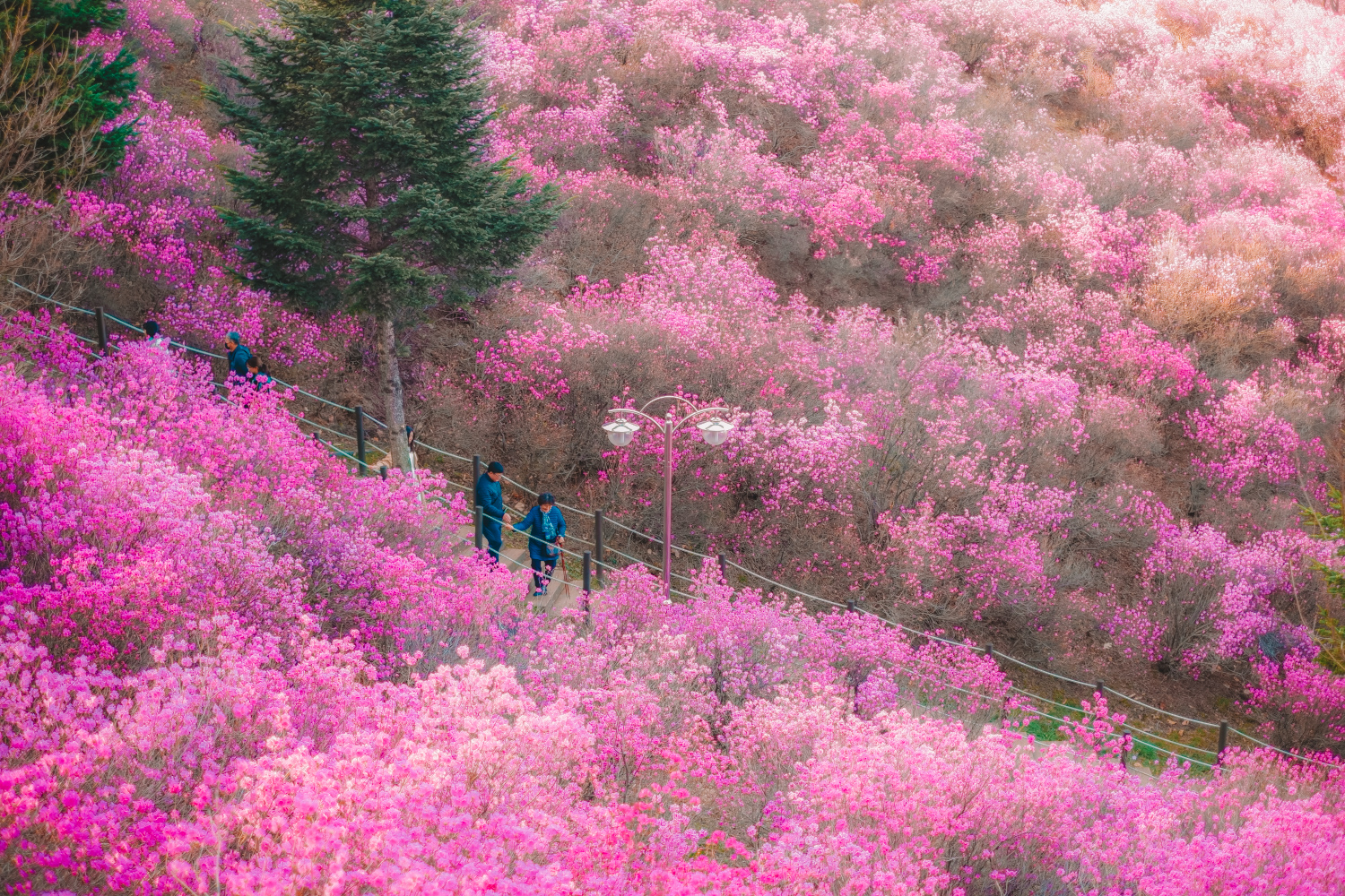Azalea Garden on Wonmisan Mountain