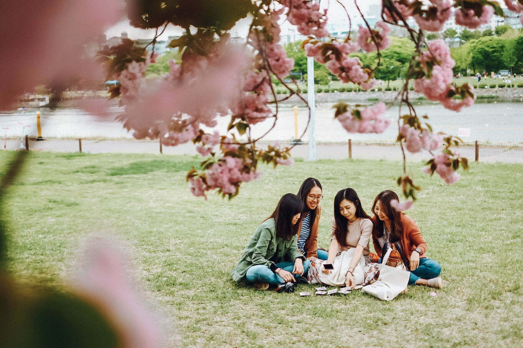 A Springtime Escape to Misari Regatta Park A Cherry Blossom Wonderland