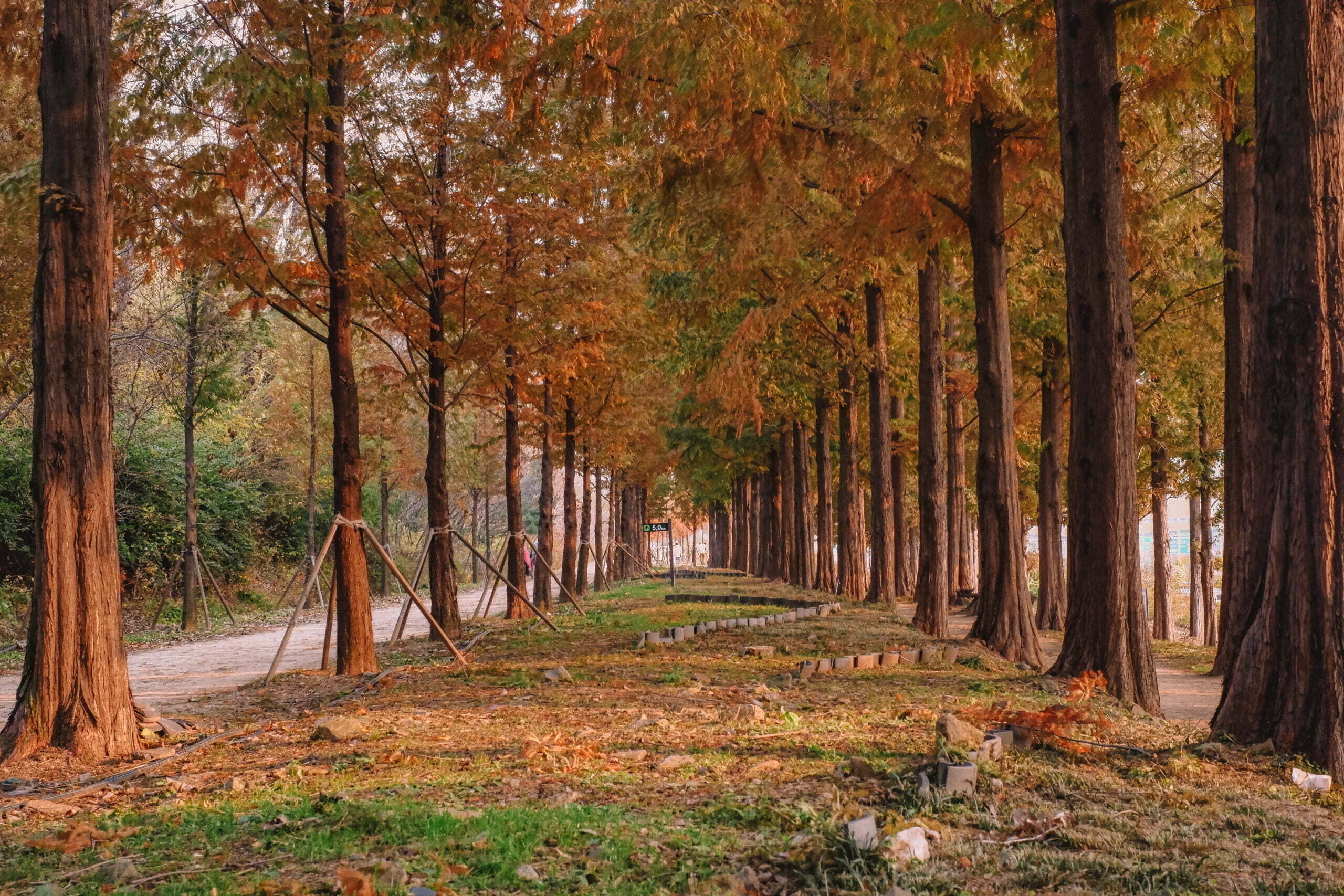 Autumn in Seoul - Metasequoia Path at Haneul Park