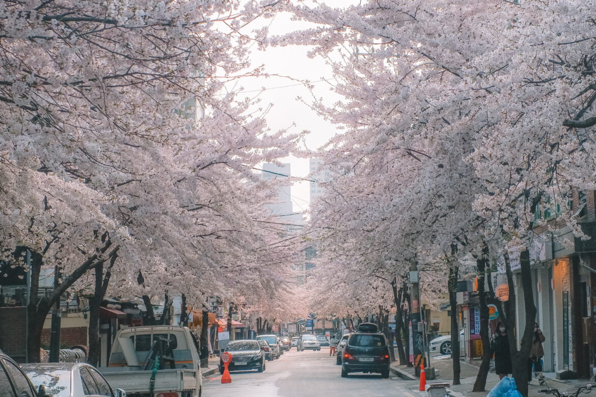 Gallery Cherry Blossom Road in Hapjeong Seoul