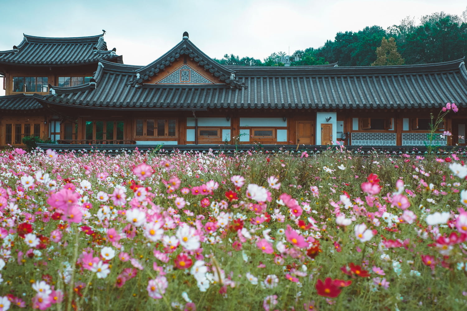Blooms and Bliss: Eunpyeong Hanok Village