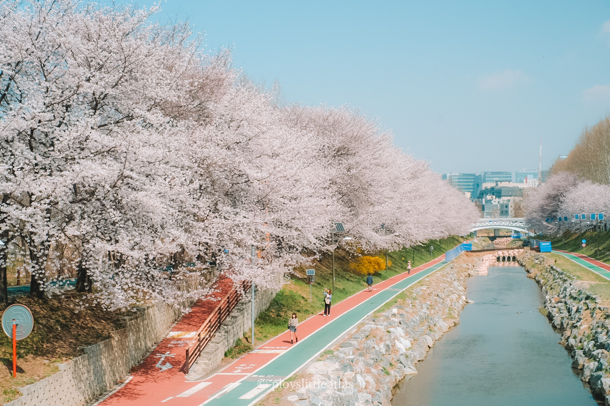 お値下げしました★ ゲラン lovely cherry blossom Cherry Blossom Joy: Finding Spring Magic on Yangjae Citizens