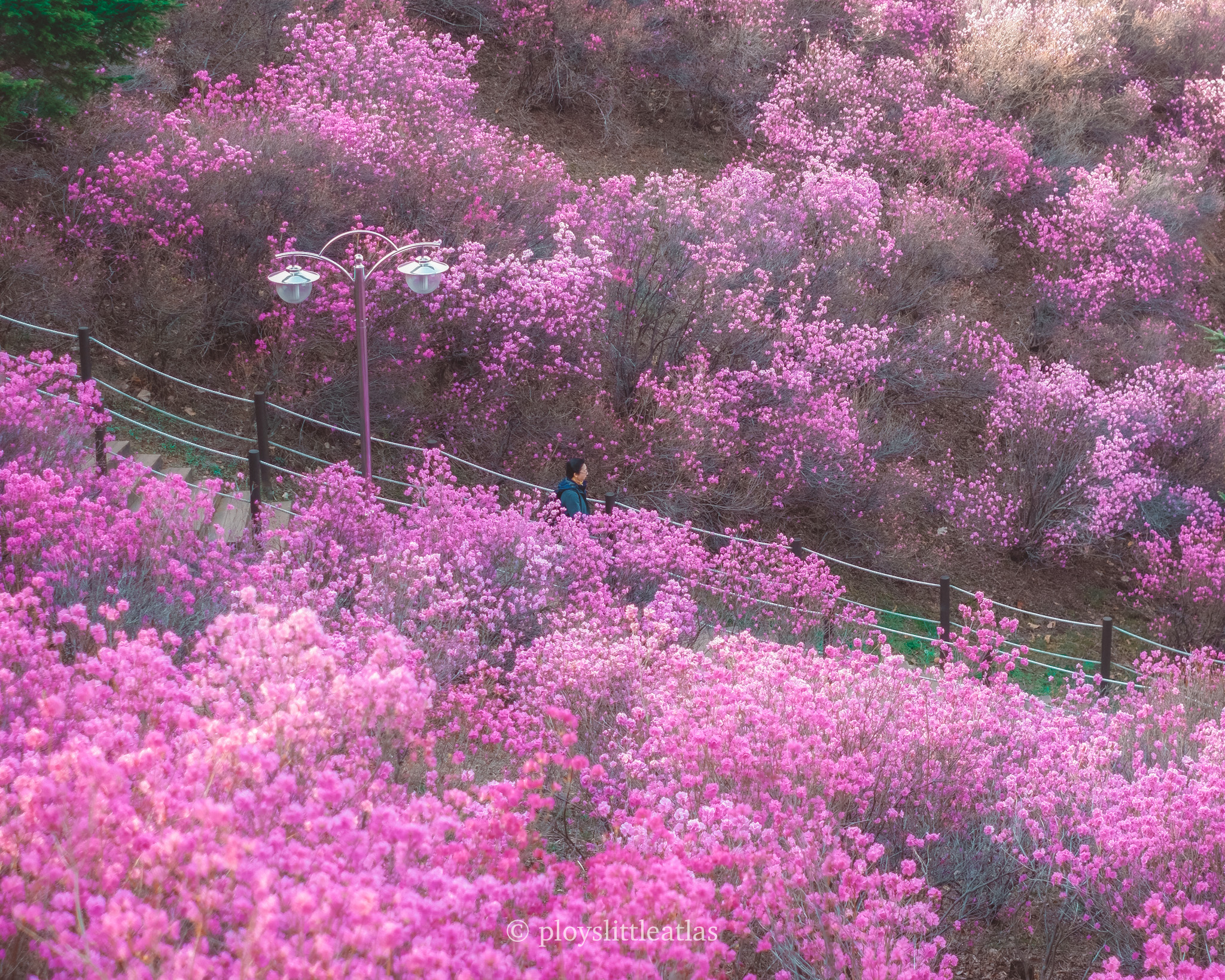 How to Visit the Wonmisan Azalea Festival: Timing, Directions, and
