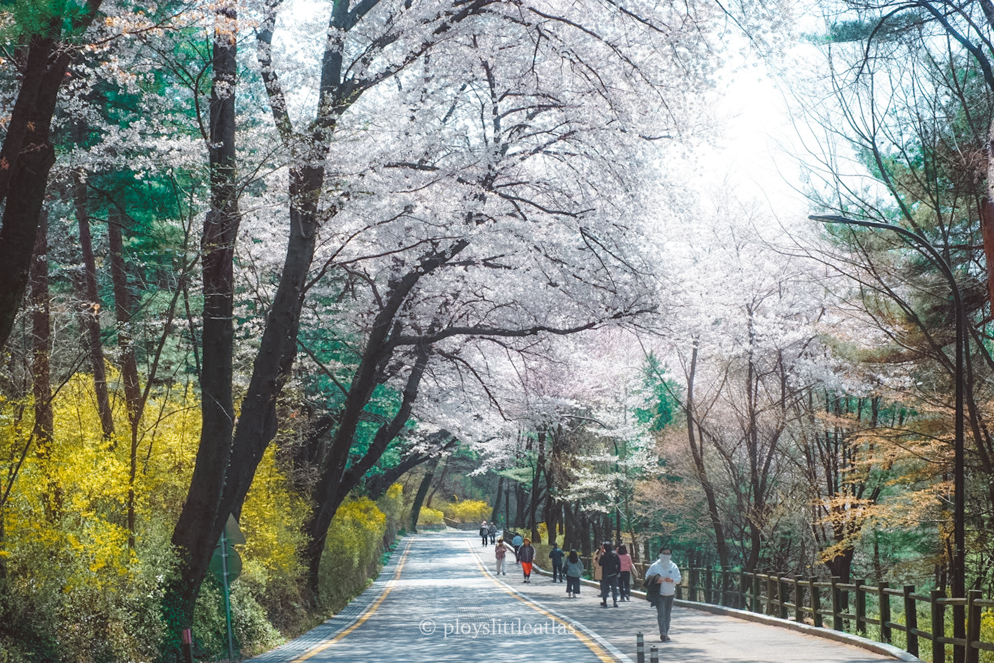 洋楽 Seo-Loc/Da Park Spring in Seoul: The Ultimate Guide to Finding Cherry Blossoms on