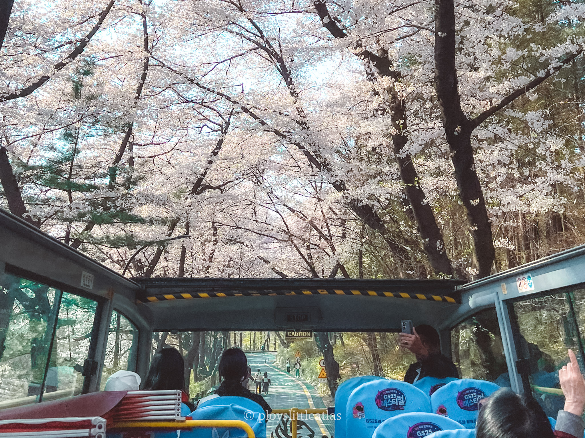Namsan Spring Bloom: A Complete Guide to the Seoul City Tour Bus Experience